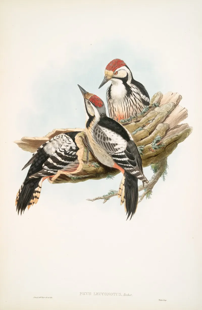 Picus Leuconotus White Backed Woodpecker Wall Art by John Gould - High-Resolution Digital Print
