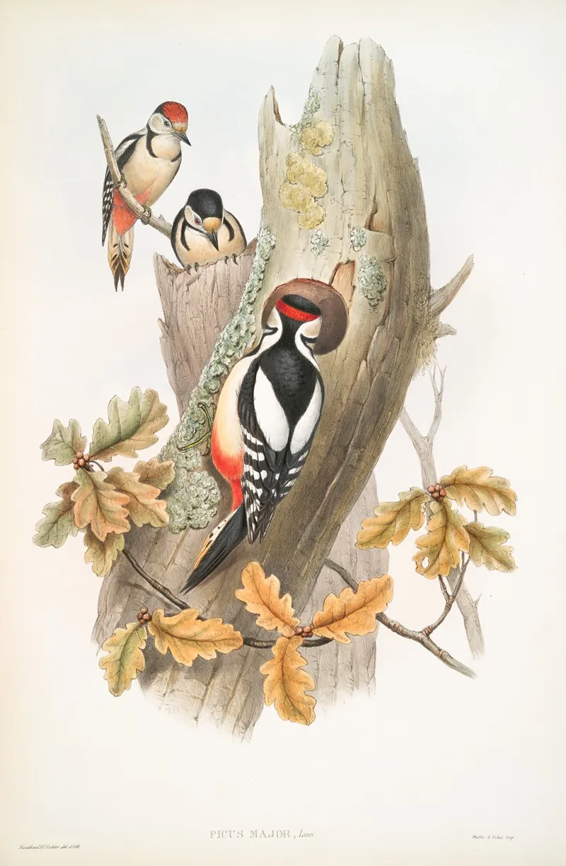 Picus Major Great Spotted Woodpecker Wall Art by John Gould - High-Resolution Digital Print