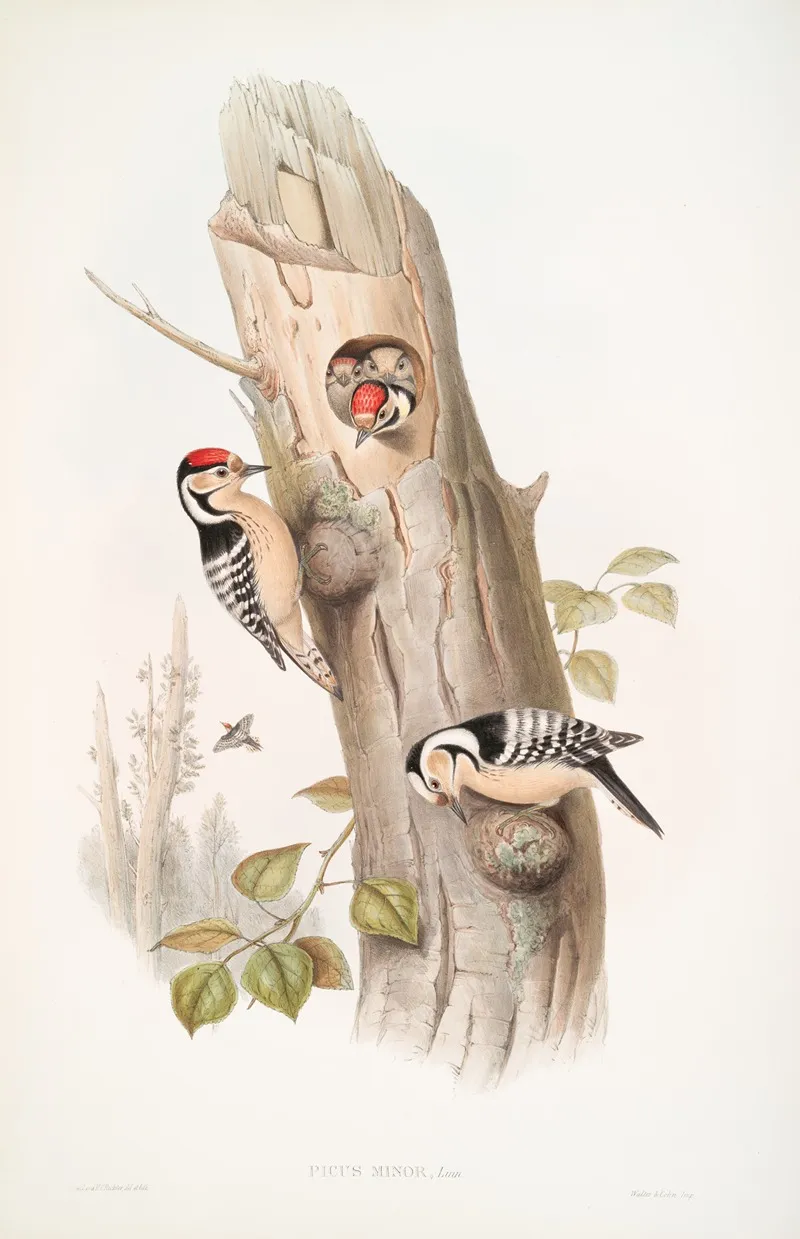 Picus Minor Lesser Spotted Woodpecker Wall Art by John Gould - High-Resolution Digital Print