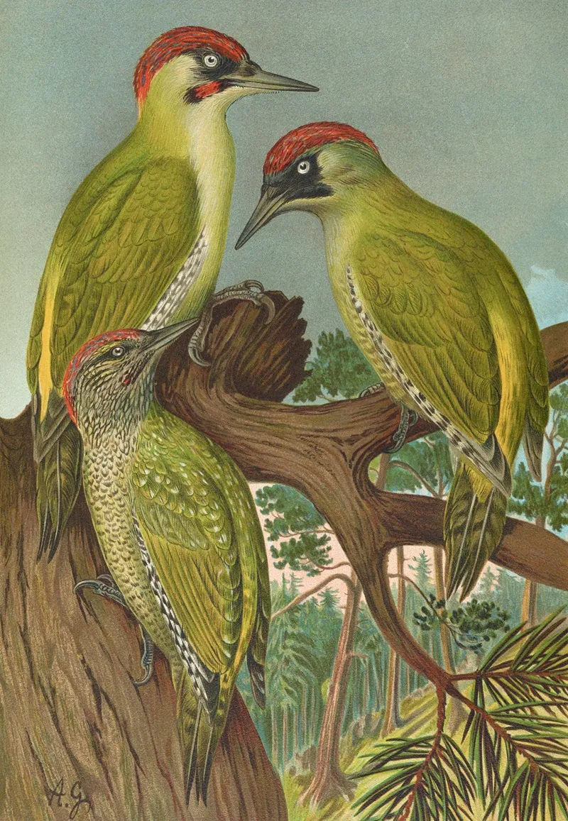 Picus Viridis Wall Art by Johann Friedrich Naumann - High-Resolution Digital Print