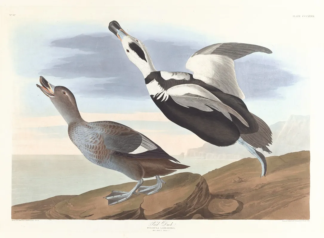 Pied Duck Wall Art by John James Audubon - High-Resolution Digital Print