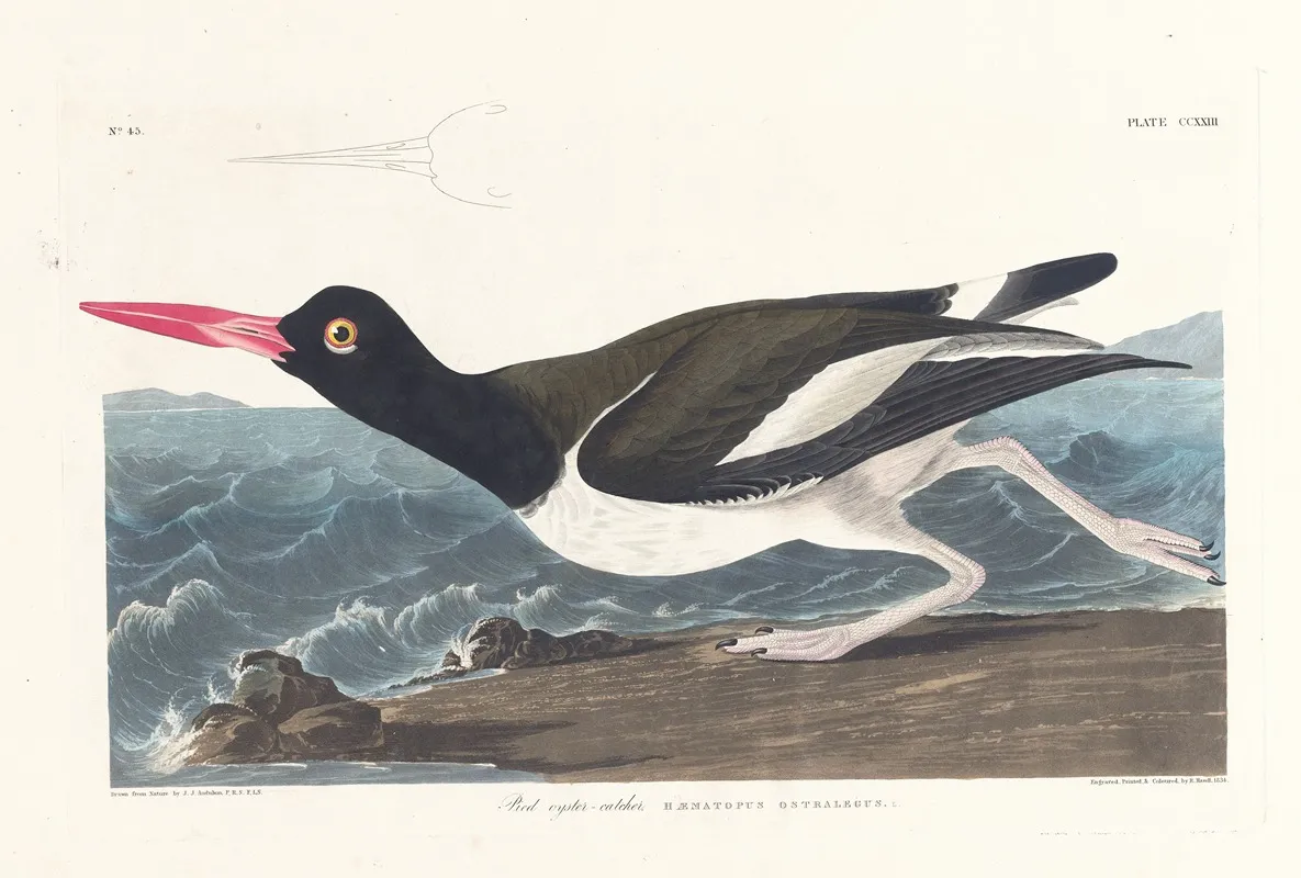 Pied Oyster Catcher Wall Art by John James Audubon - High-Resolution Digital Print