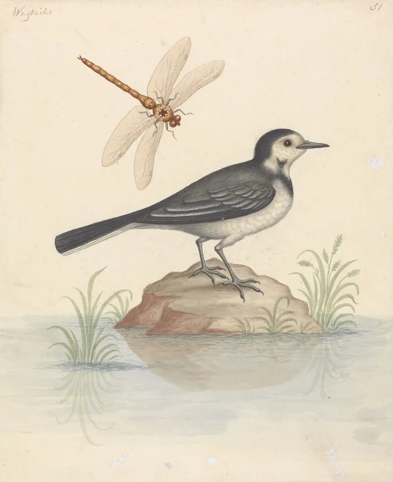 Pied Wagtail And Dragonfly Wall Art by George Edwards - High-Resolution Digital Print