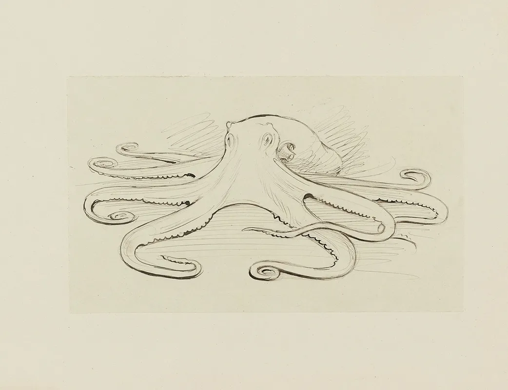Pieuvre Dessin Pour Le Cul De Lampe Du Chapitre 16 Le Monstre Vaincu