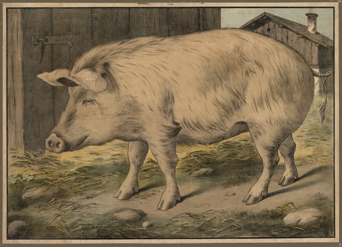 Pig 3