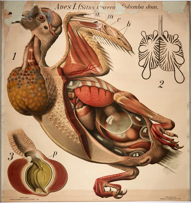 Pigeon 2 Wall Art by Paul Pfurtscheller - High-Resolution Digital Print