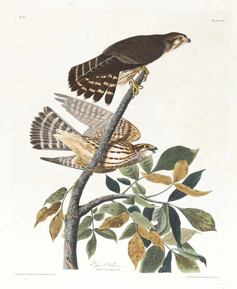 Pigeon Hawk Wall Art by John James Audubon - High-Resolution Digital Print
