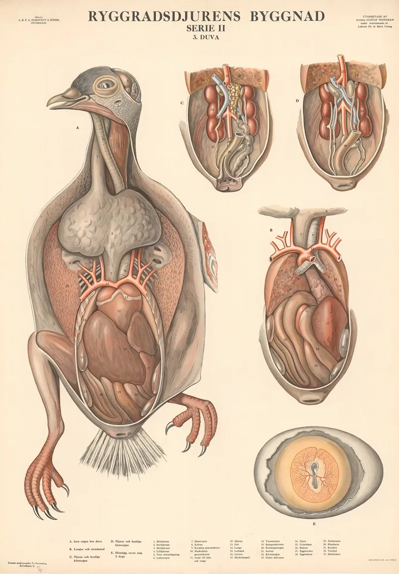 Pigeon Wall Art by Gustav Wennmann - High-Resolution Digital Print