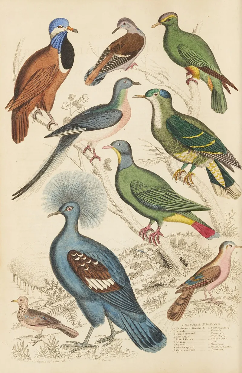 Pigeons 2 Wall Art by William MacGillivray - High-Resolution Digital Print