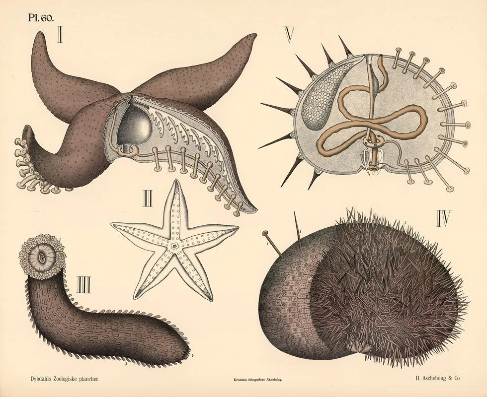 Pighudede Wall Art by Peter Dybdahl - High-Resolution Digital Print