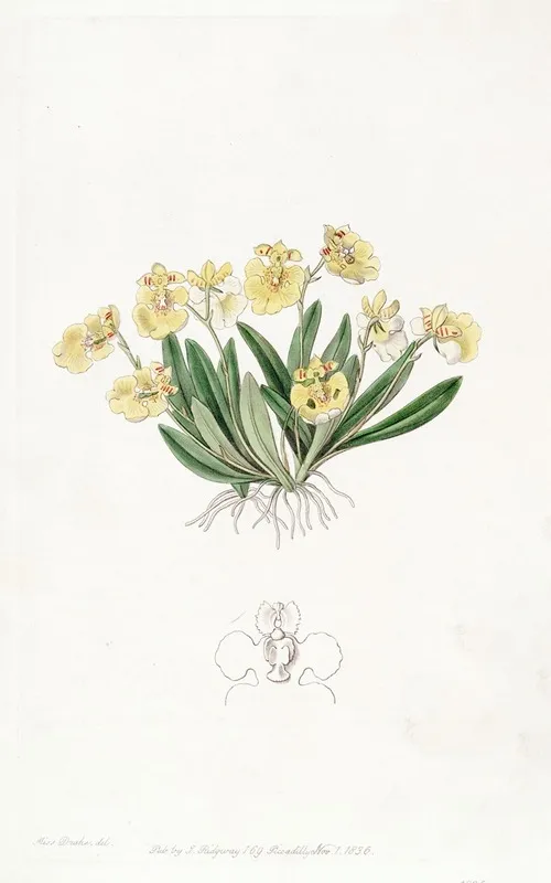 Pigmy Oncidium Wall Art by Sydenham Edwards - High-Resolution Digital Print