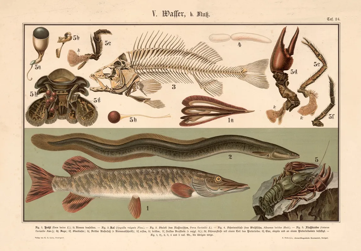 Pike Eel Skeleton Of The Perch Crayfish Wall Art by Adolph Rupp - High-Resolution Digital Print