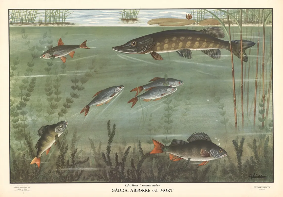 Pike Perch And Roach Wall Art by Max Richter - High-Resolution Digital Print