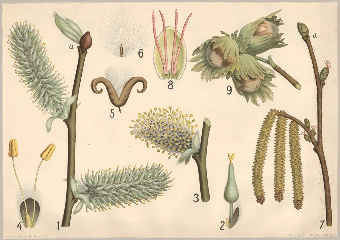 Pil Og Hassel Wall Art by Vilhelm Balslev - High-Resolution Digital Print
