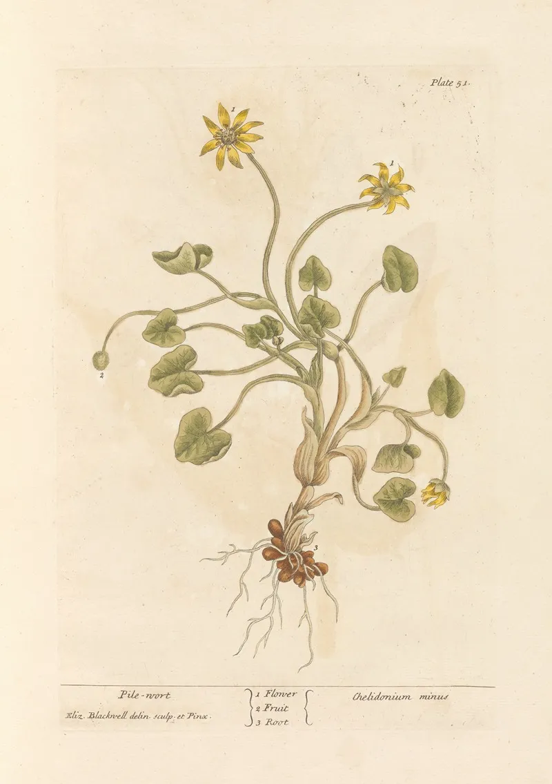 Pile Wort Wall Art by Elizabeth Blackwell - High-Resolution Digital Print
