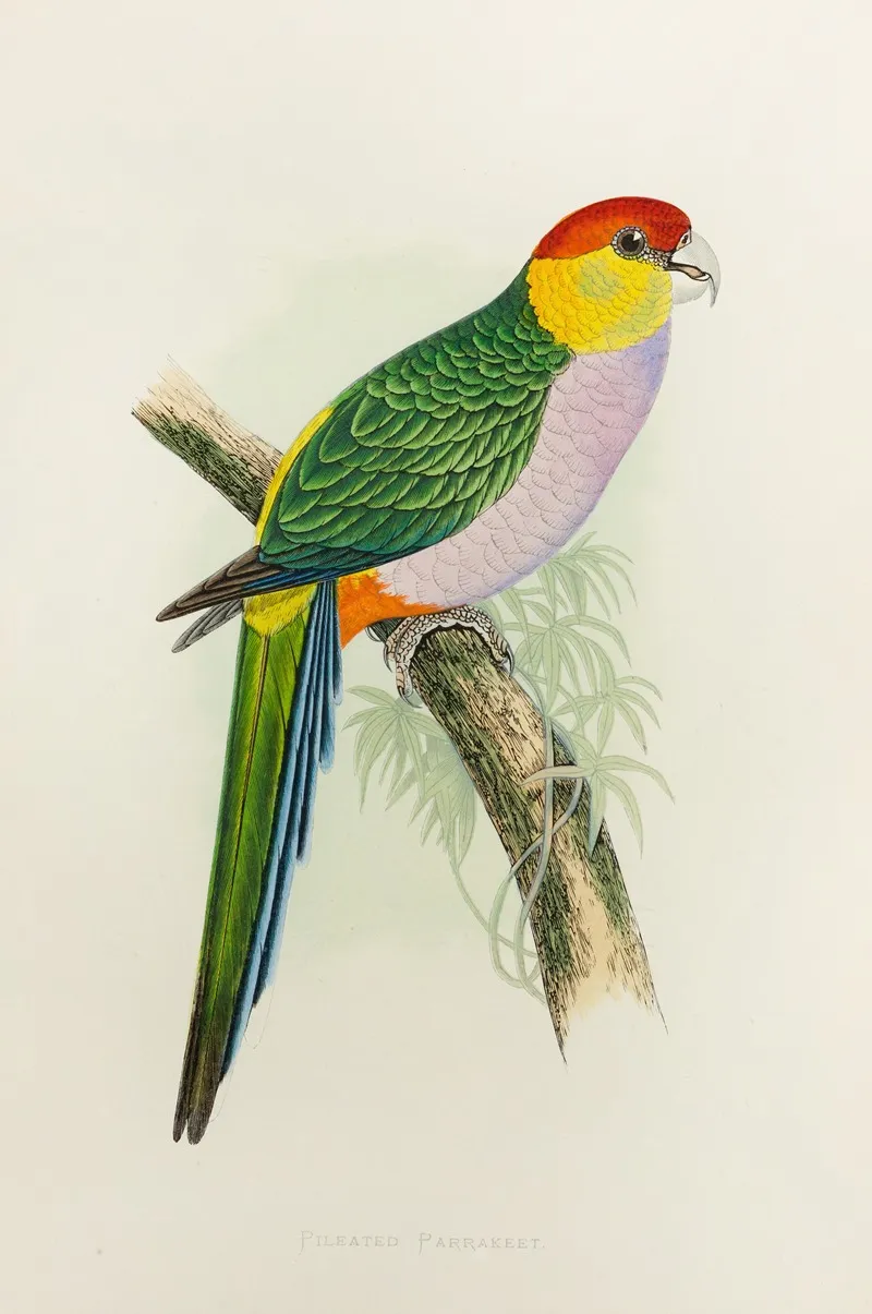 Pileated Parrakeet Wall Art by Alexander Francis Lydon - High-Resolution Digital Print