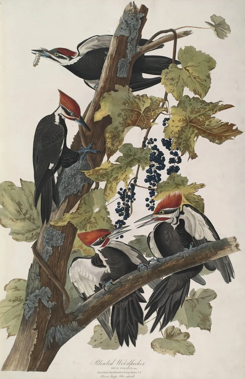 Pileated Woodpecker 2 Wall Art by John James Audubon - High-Resolution Digital Print