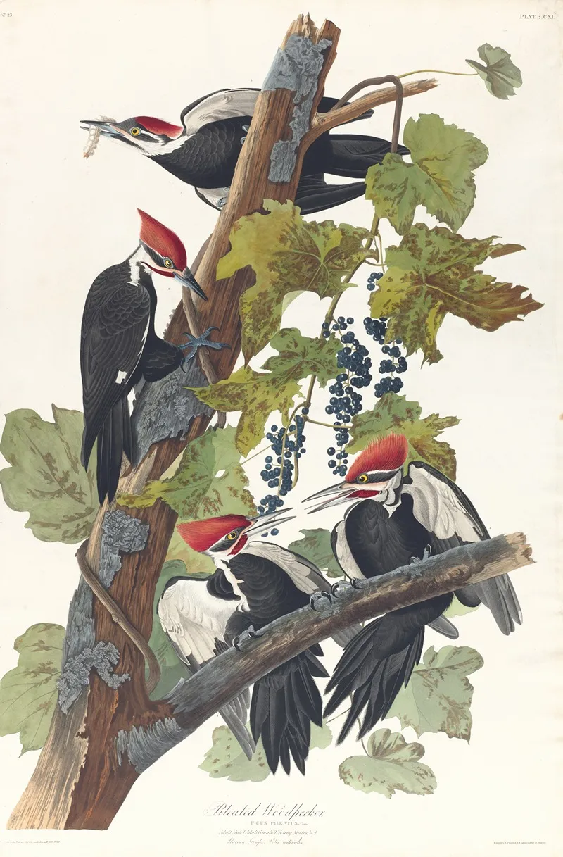 Pileated Woodpecker Wall Art by John James Audubon - High-Resolution Digital Print
