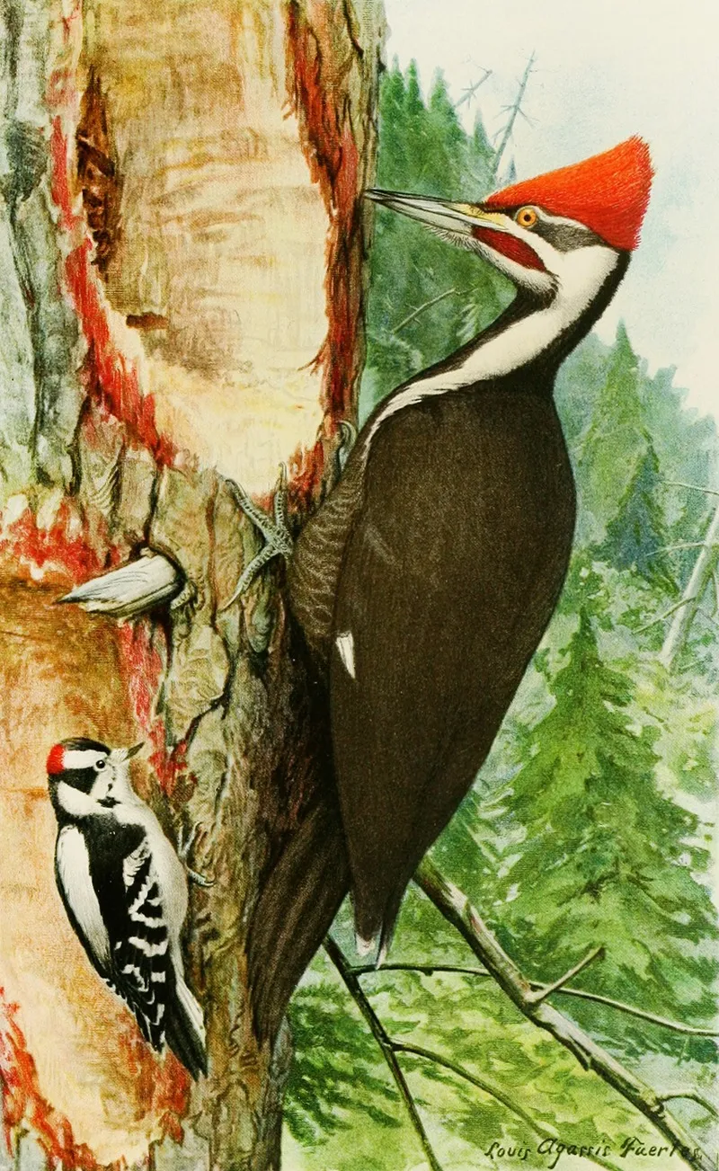 Pileated Woodpeckerdowny Woodpecker Wall Art by Louis Agassiz Fuertes - High-Resolution Digital Print