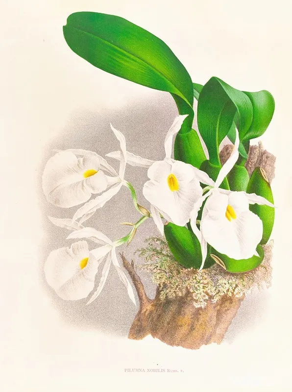 Pilumna Nobilis Wall Art by Jean Jules Linden - High-Resolution Digital Print