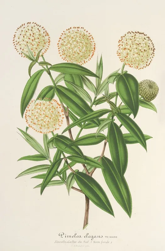 Pimelea Elegans Wall Art by Charles Antoine Lemaire - High-Resolution Digital Print