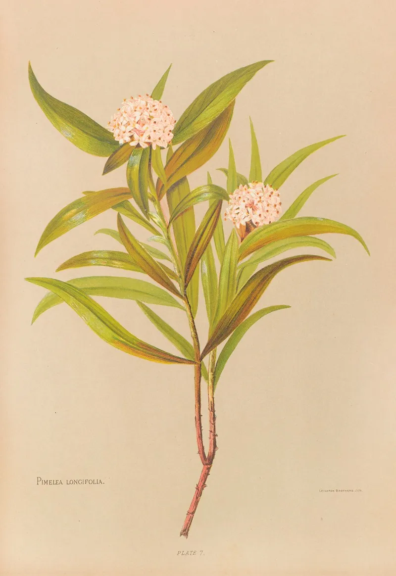 Pimelea Longifolia Wall Art by Georgina Burne Hetley - High-Resolution Digital Print