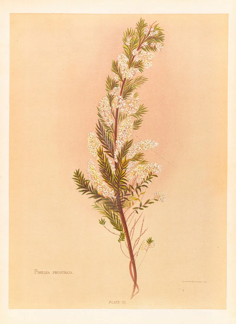 Pimelea Prostrata Wall Art by Georgina Burne Hetley - High-Resolution Digital Print