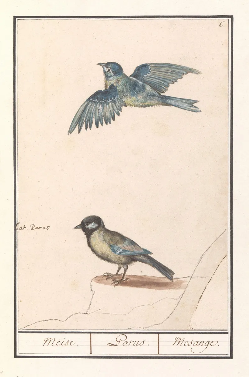 Pimpelmees Cyanistes Caeruleus En Koolmees Parus Major Wall Art by Anselmus Boëtius de Boodt - High-Resolution Digital Print