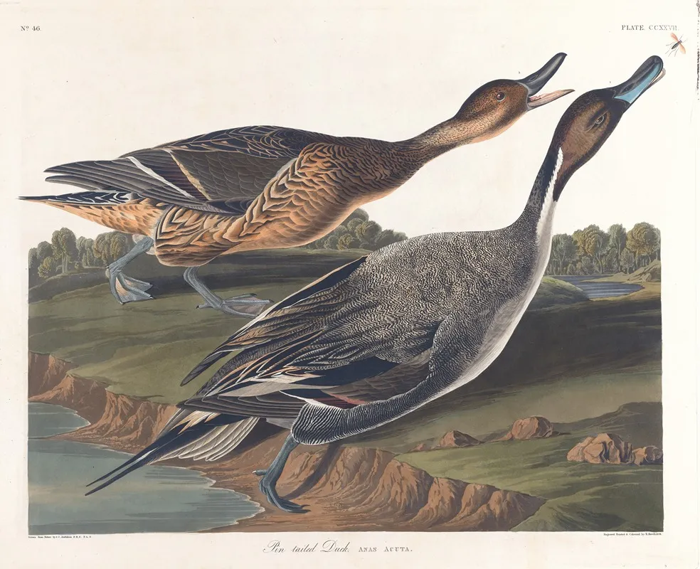 Pin Tailed Duck Wall Art by John James Audubon - High-Resolution Digital Print