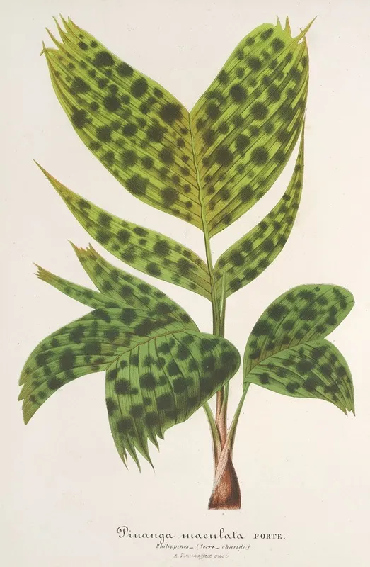 Pinanga Maculata Wall Art by Charles Antoine Lemaire - High-Resolution Digital Print