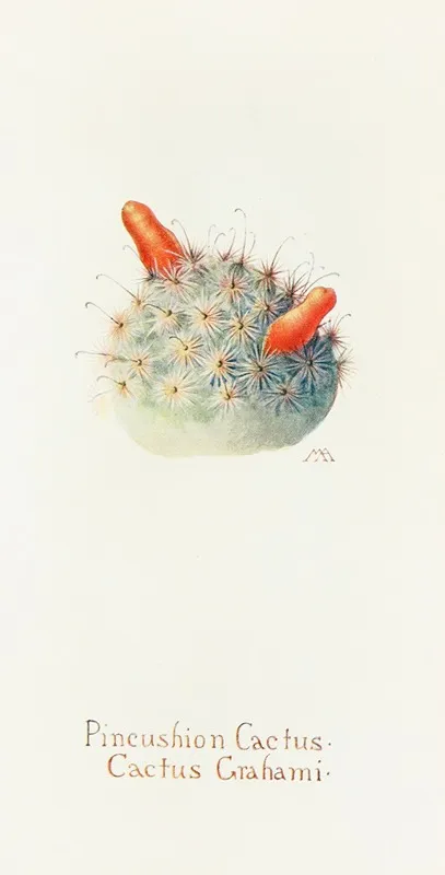 Pincushion Cactus Wall Art by Margaret Armstrong - High-Resolution Digital Print