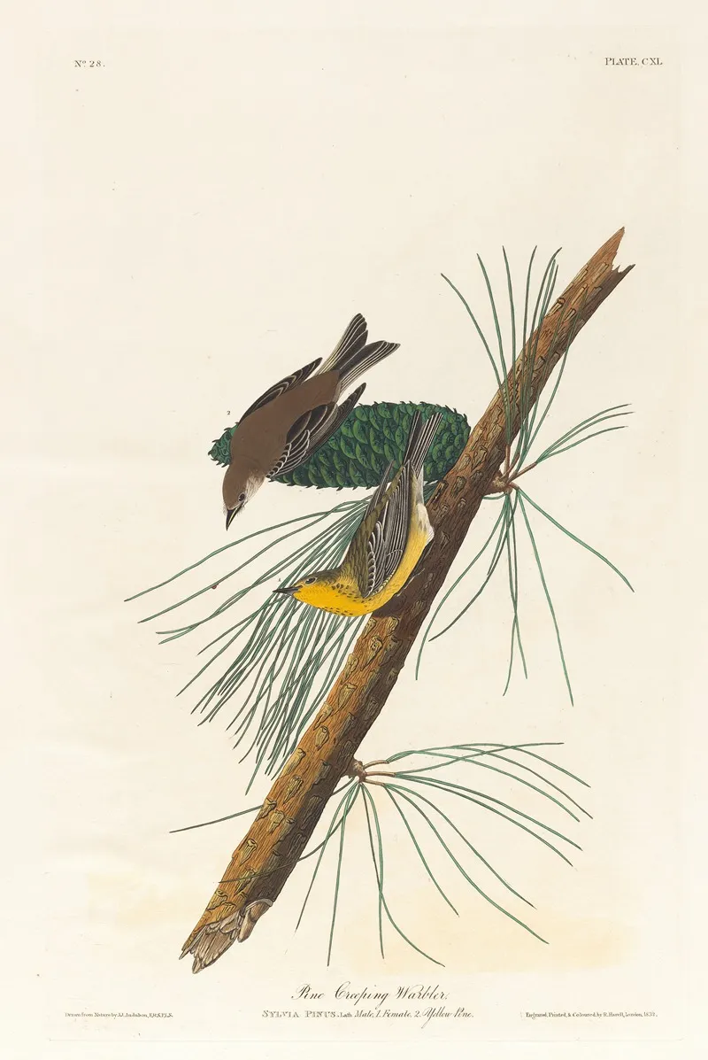 Pine Creeping Warbler Wall Art by John James Audubon - High-Resolution Digital Print
