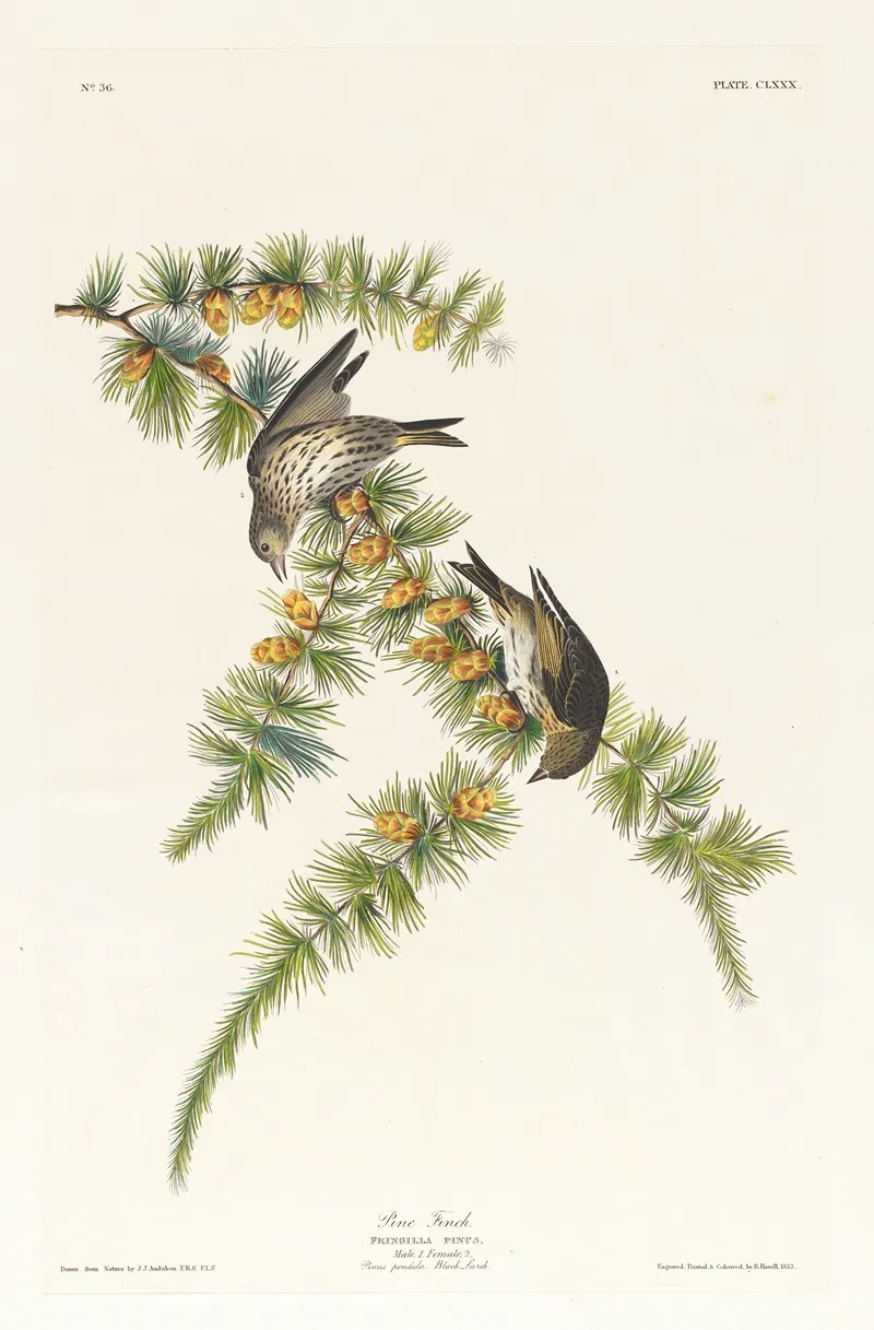 Pine Finch Wall Art by John James Audubon - High-Resolution Digital Print