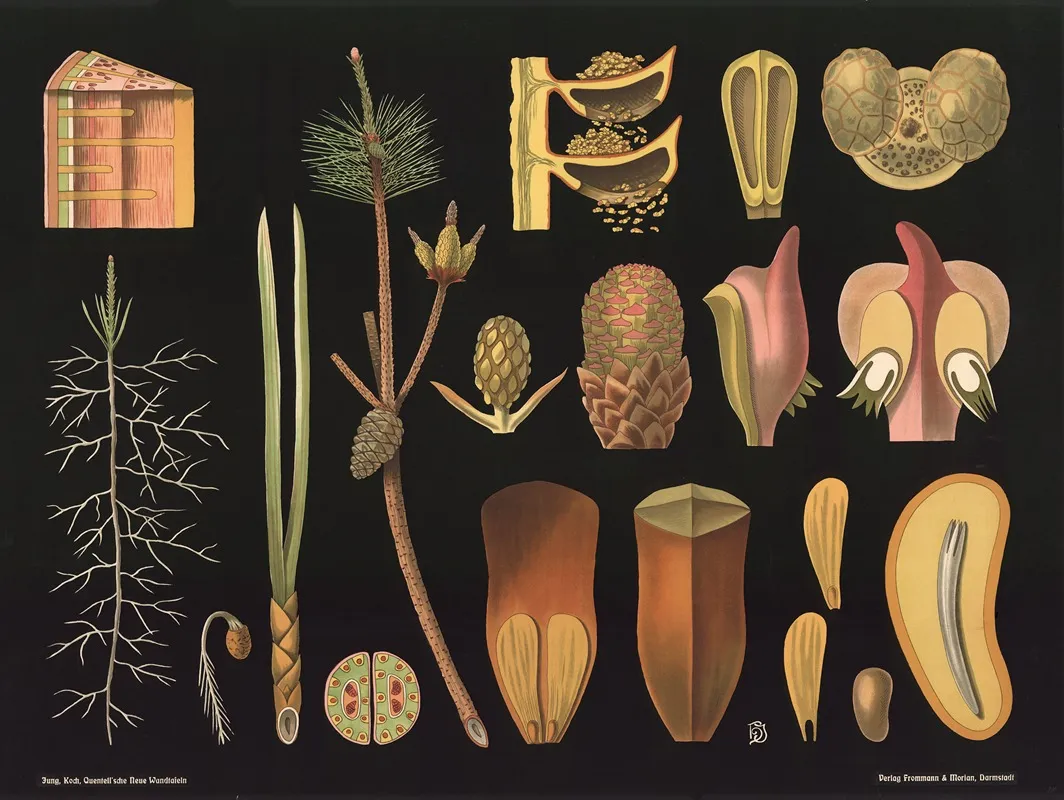 Pine Pinus Sylvestris Wall Art by Gottlieb von Koch - High-Resolution Digital Print