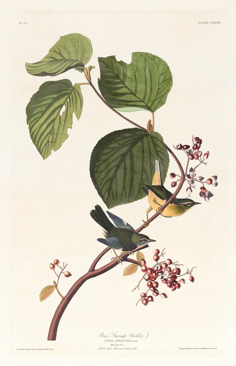 Pine Swamp Warbler Wall Art by John James Audubon - High-Resolution Digital Print