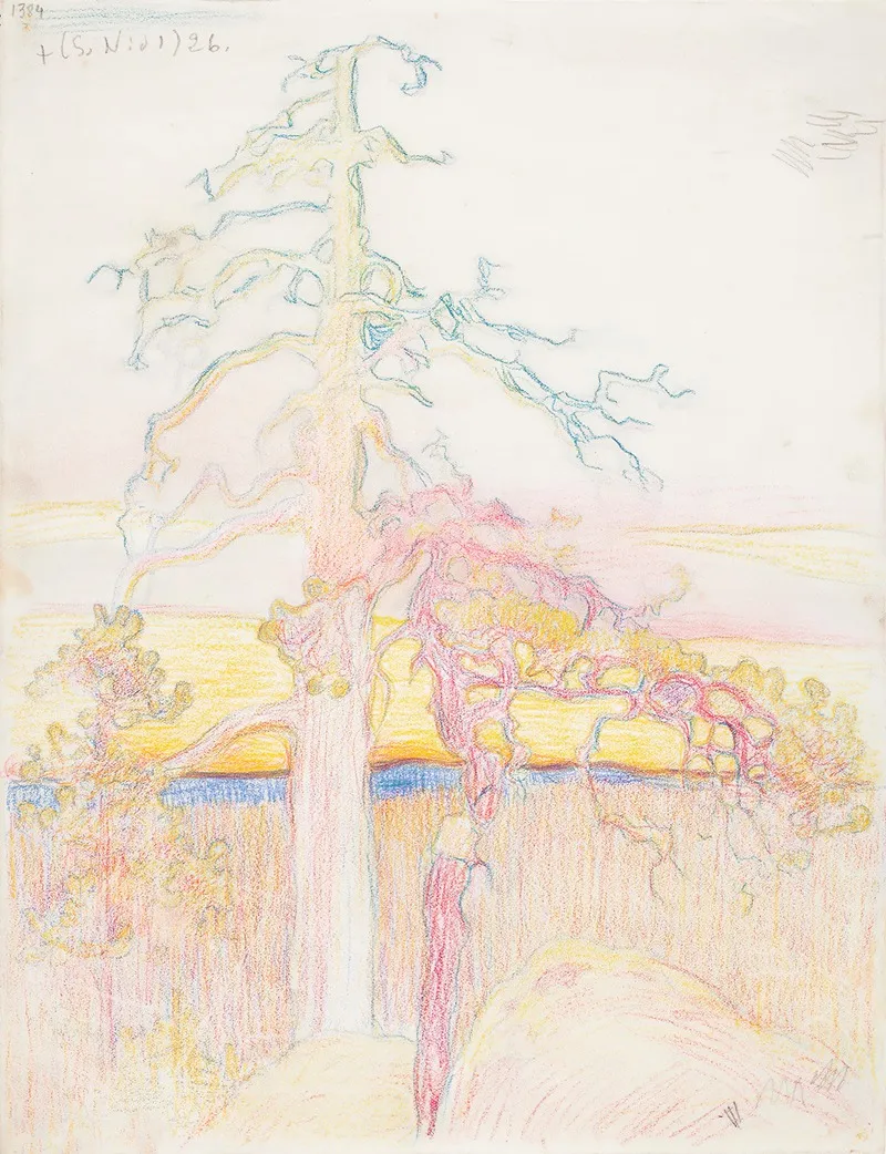 Pine Tree In Wilderness