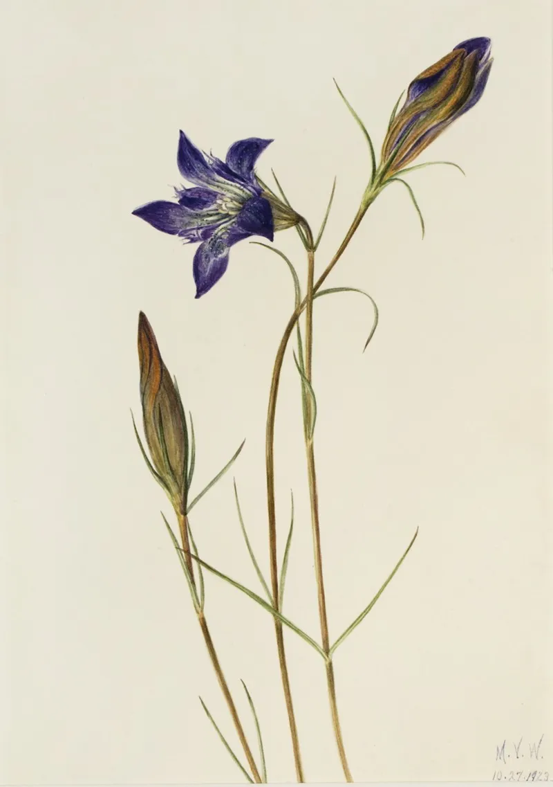 Pinebarren Gentian Gentiana Porphyrio 2