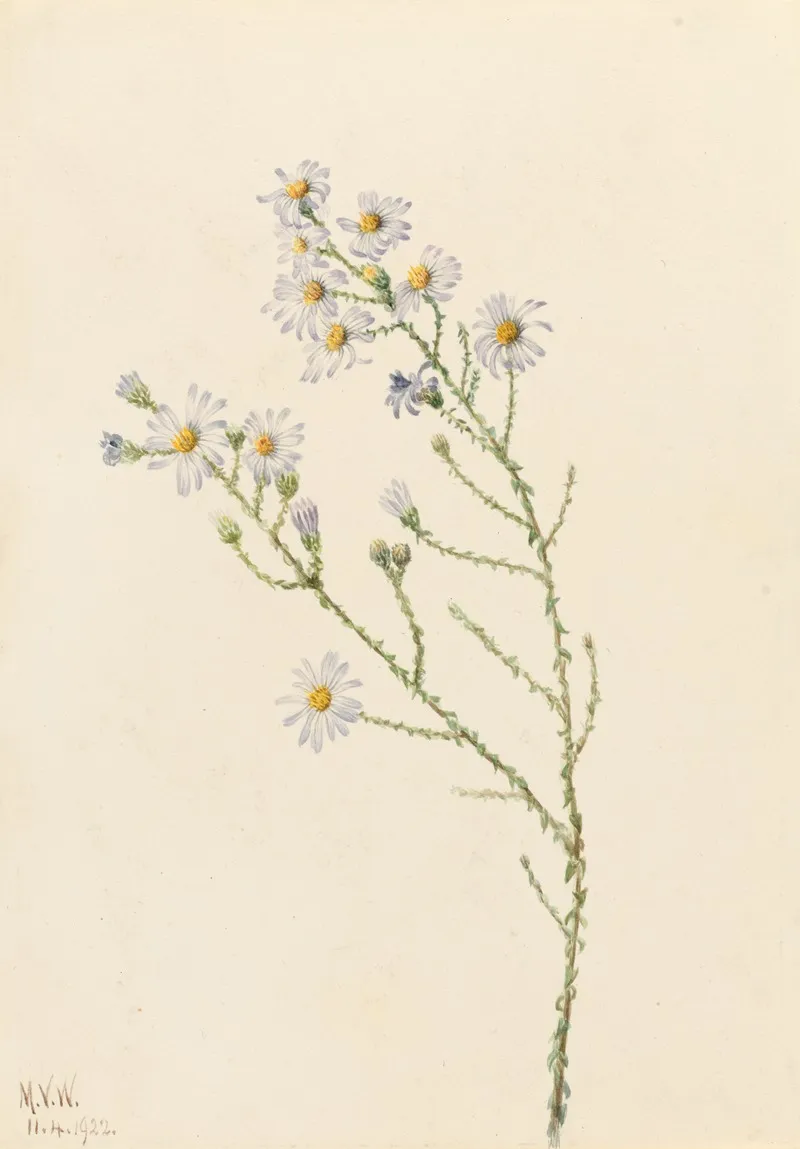 Pineland Aster Aster Squarrosus 2