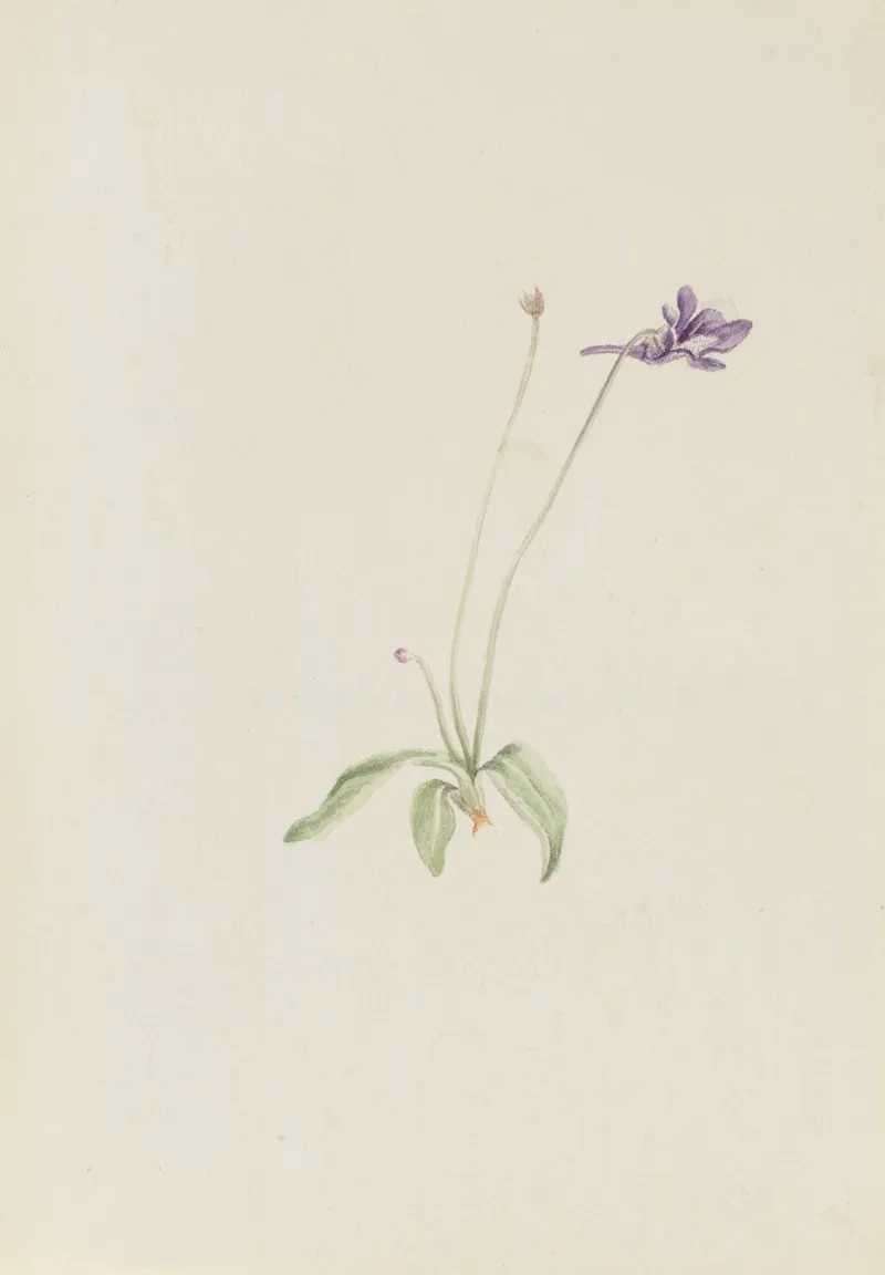 Pinguicula Vulgaris