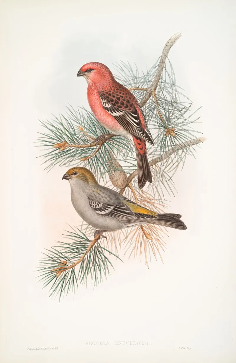 Pinicola Enucleator Pine Grosbeak Wall Art by John Gould - High-Resolution Digital Print