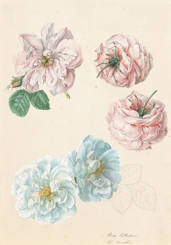 Pink And White Roses 2 Wall Art by Franz Xaver Gruber - High-Resolution Digital Print