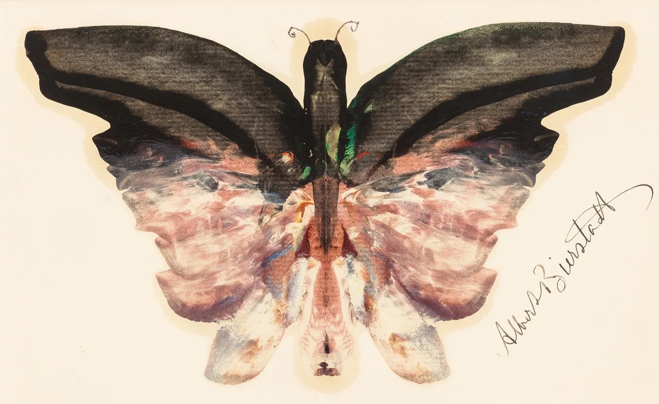 Pink Butterfly