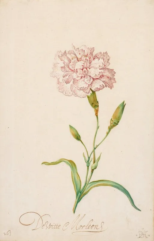 Pink Carnation Wall Art by Balthasar van der Ast - High-Resolution Digital Print