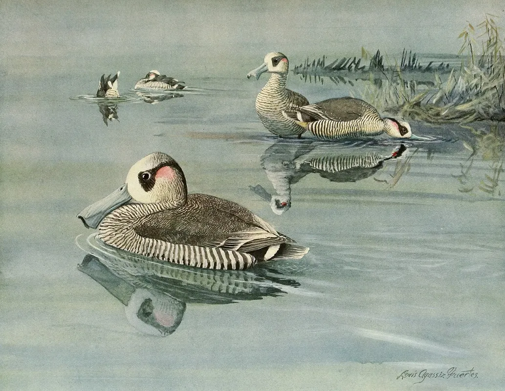 Pink Eared Duck Wall Art by Louis Agassiz Fuertes - High-Resolution Digital Print