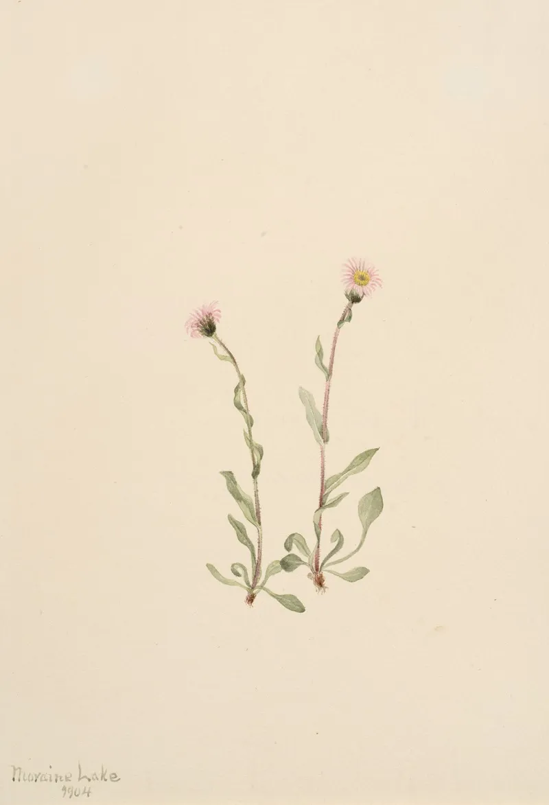 Pink Fleabane Erigeron Jucundus