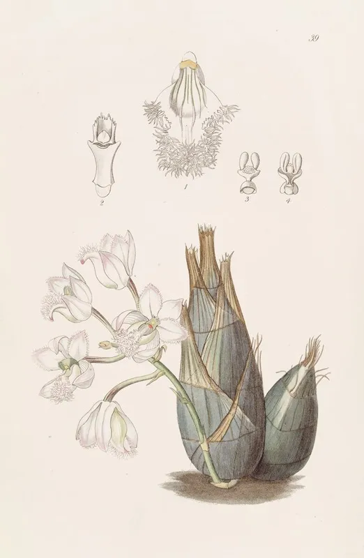 Pink Flowered Clowesia Wall Art by Sydenham Edwards - High-Resolution Digital Print