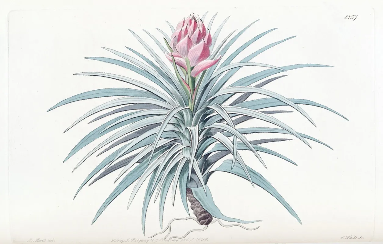 Pink Headed Tillandsia Wall Art by Sydenham Edwards - High-Resolution Digital Print