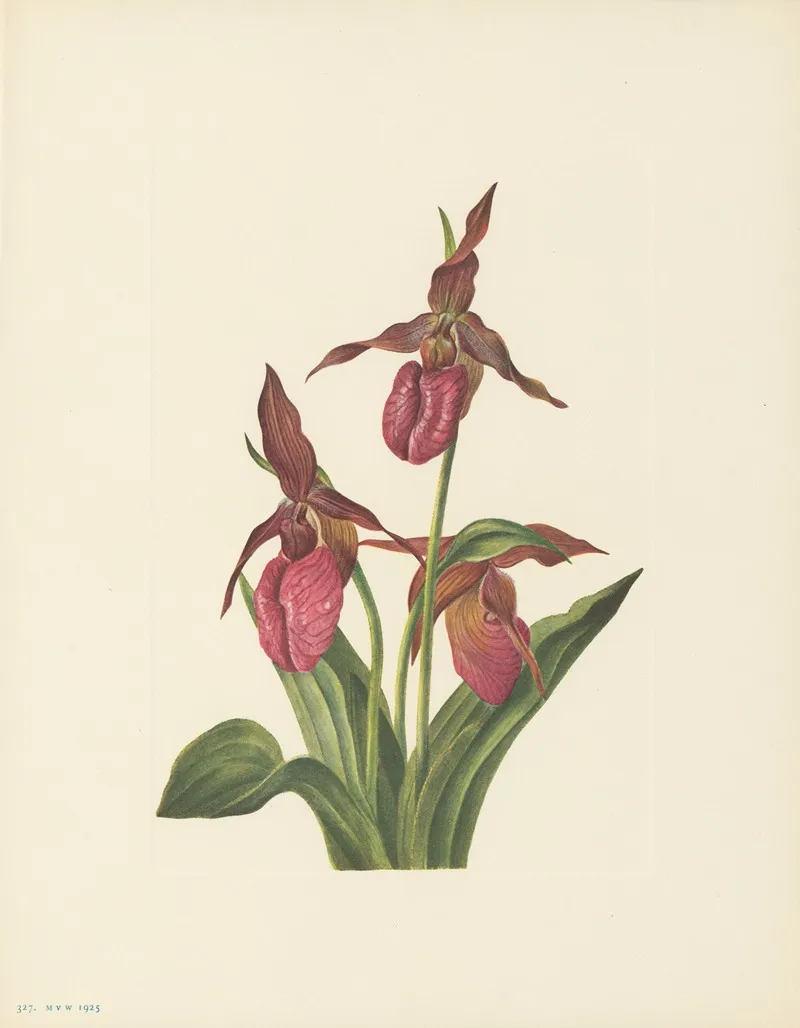 Pink Ladyslipper Cypripedium Acaule 2