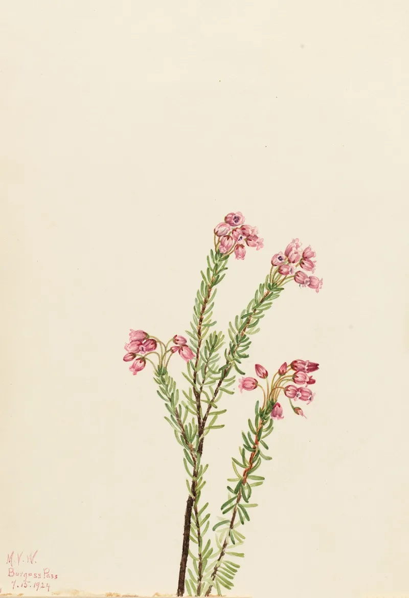 Pink Mountain Heather Phyllodoce Empetriformis