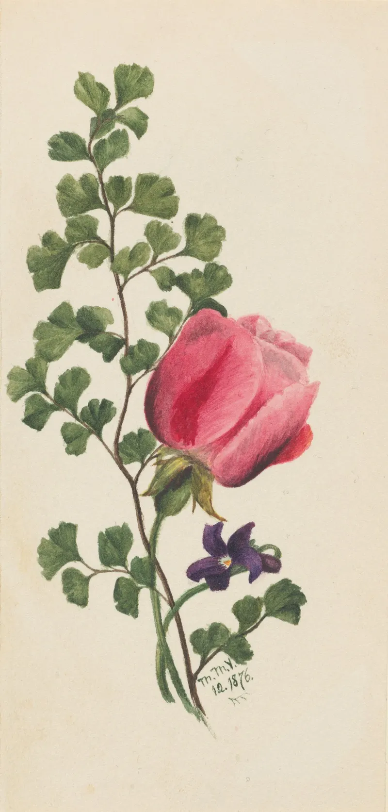 Pink Rose With Violet